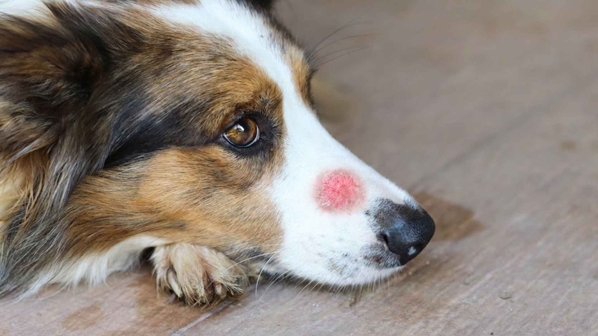 Hongos en perros fotos